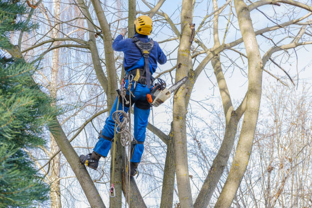 How Our Tree Care Process Works  in  Burnham, PA