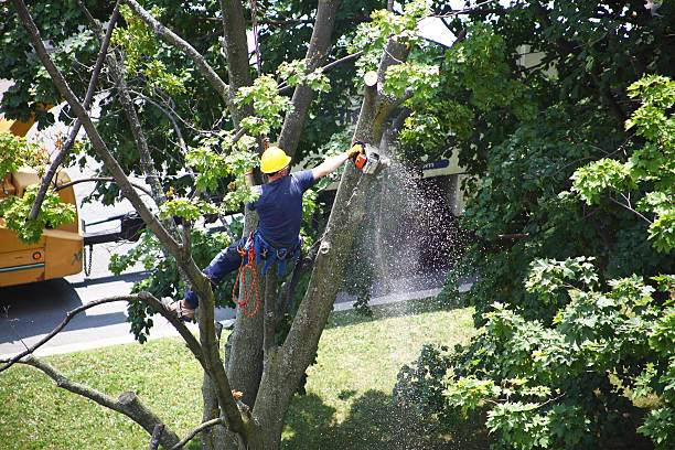Best Tree Maintenance Programs  in Burnham, PA