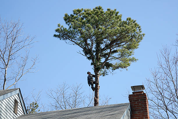 Professional Tree Care in Burnham, PA
